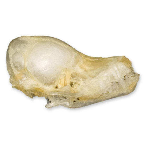 Real Javan Pipistrelle Bat Skull