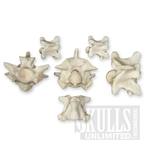 Real Python Vertebra - Single