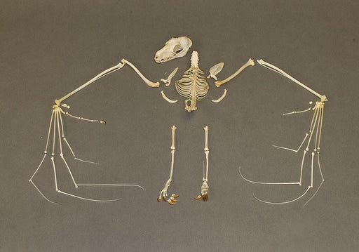 Real Hammerhead Fruit Bat Skeleton