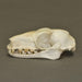 Real Hammerhead Fruit Bat Skeleton