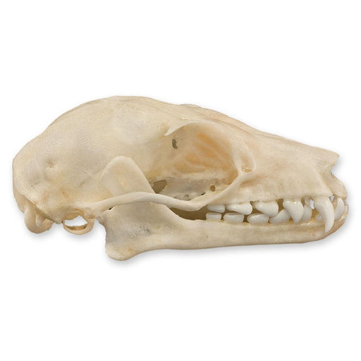 Real Leschenault's Rousette Fruit Bat Skull