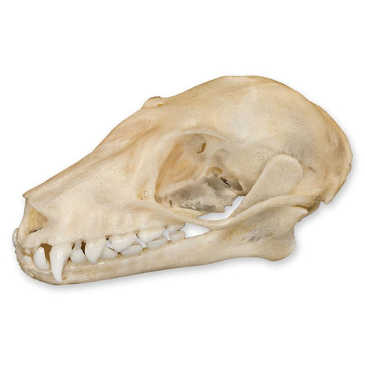 Real Leschenault's Rousette Fruit Bat Skull