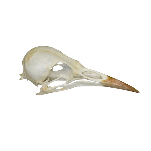 Real Starling Skull