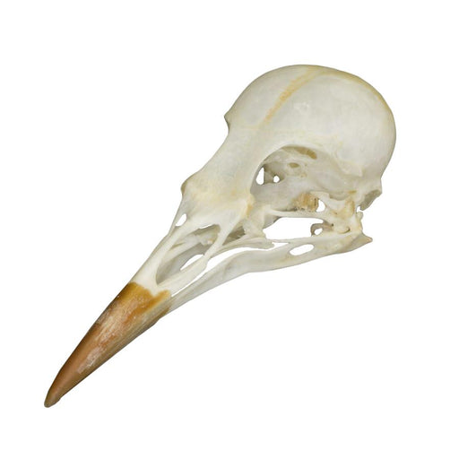 Real Starling Skull