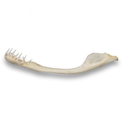 Real Western Diamondback Rattlesnake Mandible