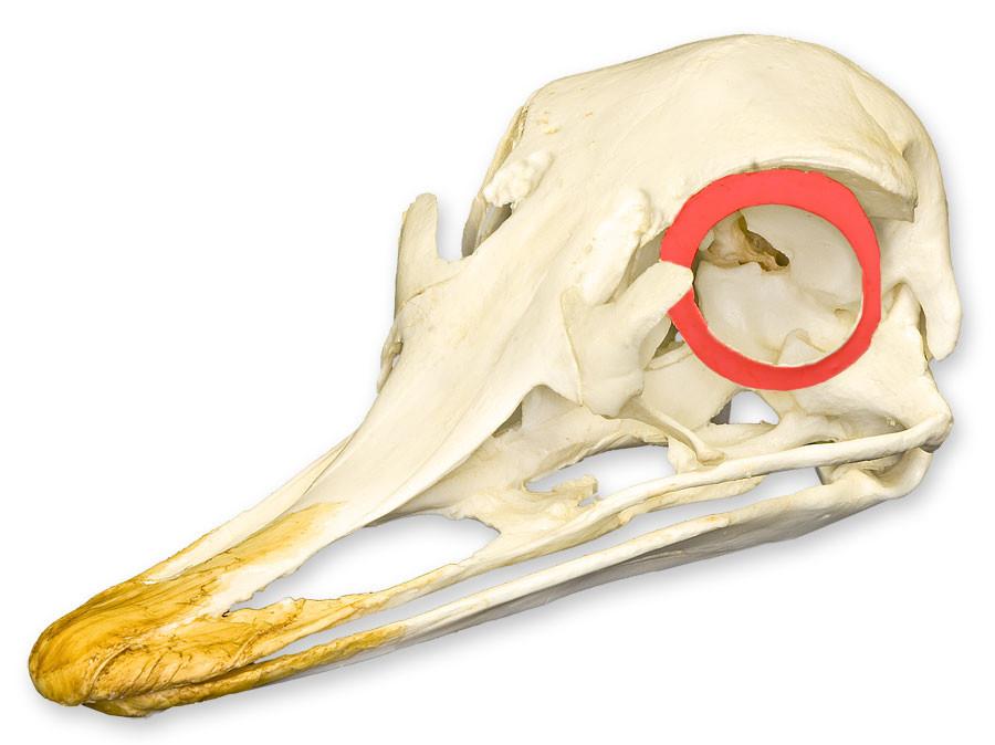 Real Ostrich Sclerotic Ossicle - Single