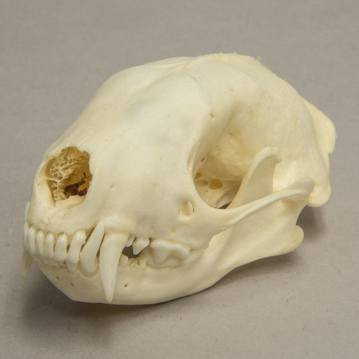 Real Hooded Skunk Skull