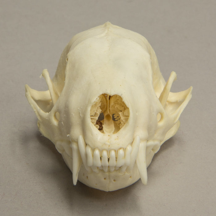 Real Hooded Skunk Skull