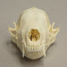 Real Hooded Skunk Skull