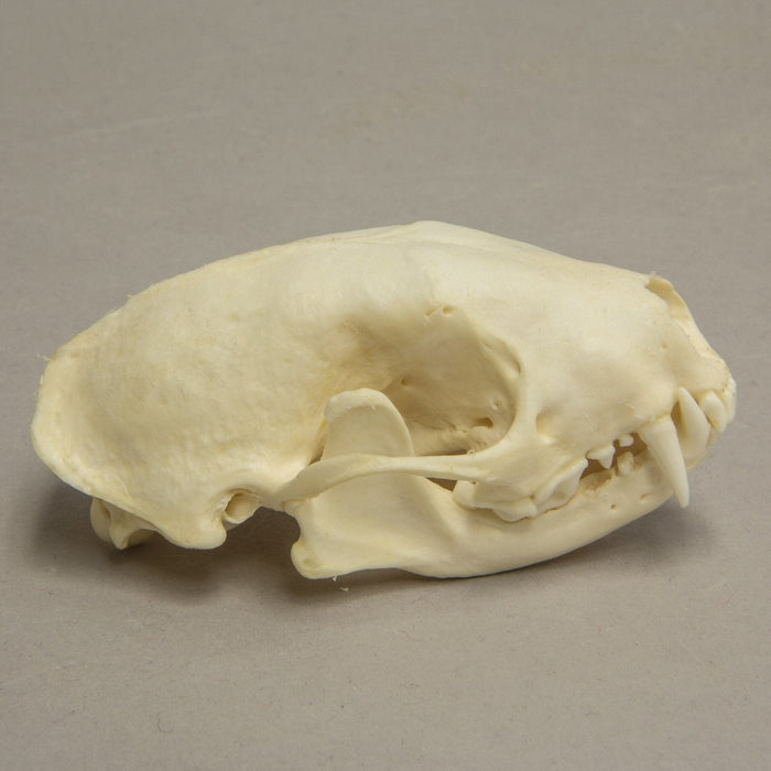 Real Hooded Skunk Skull