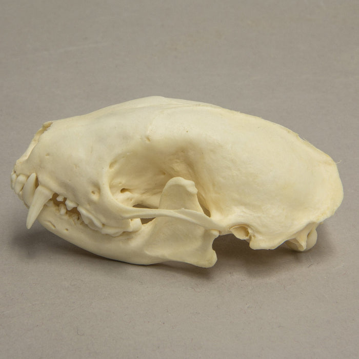 Real Hooded Skunk Skull