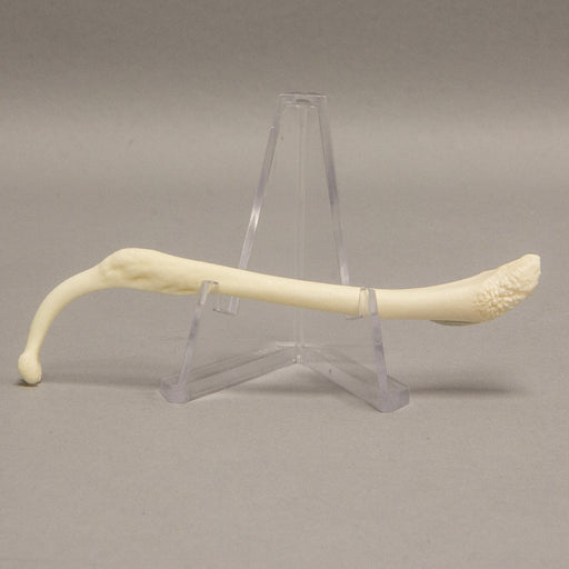 Real Raccoon Baculum - Healed Pathology