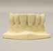 Replica Orthodontic Study Model