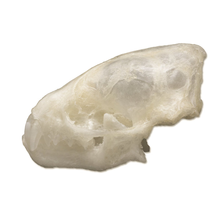 Lesser Asiatic Yellow Bat Skull