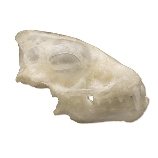 Lesser Asiatic Yellow Bat Skull