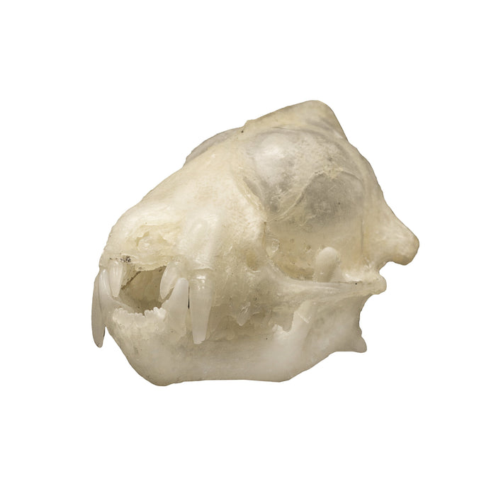 Lesser Asiatic Yellow Bat Skull