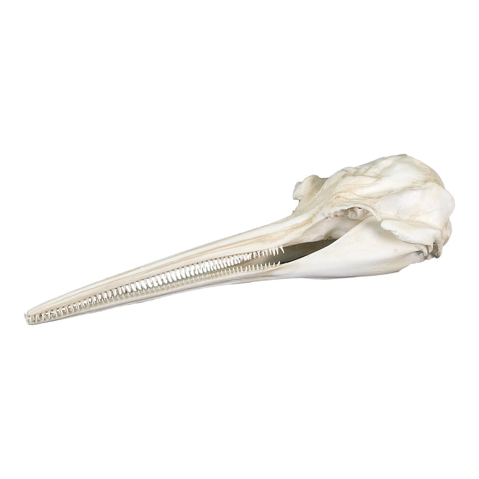 Replica La Plata River Dolphin Skull