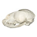 Replica Lake Baikal Seal Skull