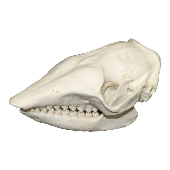 Replica Large Hairy Armadillo Skull