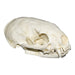 Replica Lesser Grison Skull