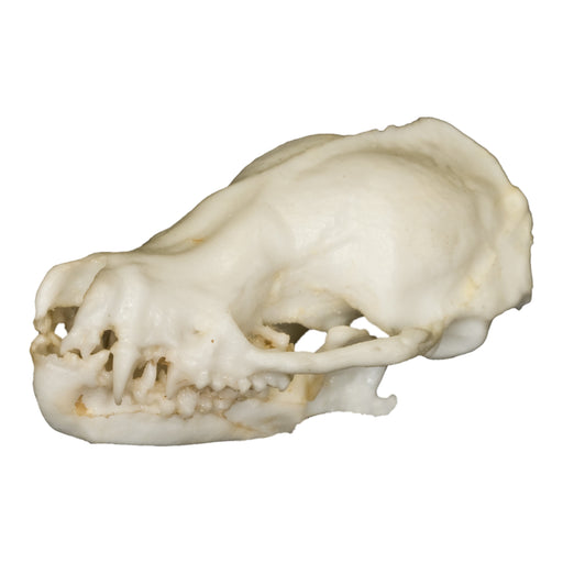 Replica Bat Skull