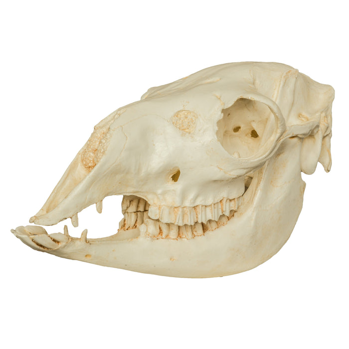 Replica Llama Skull