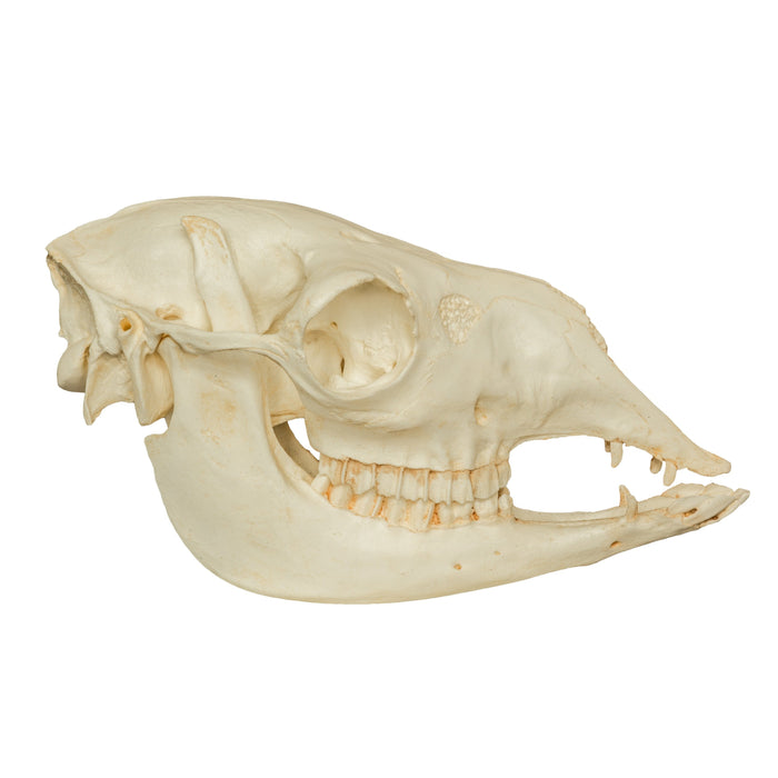 Replica Llama Skull