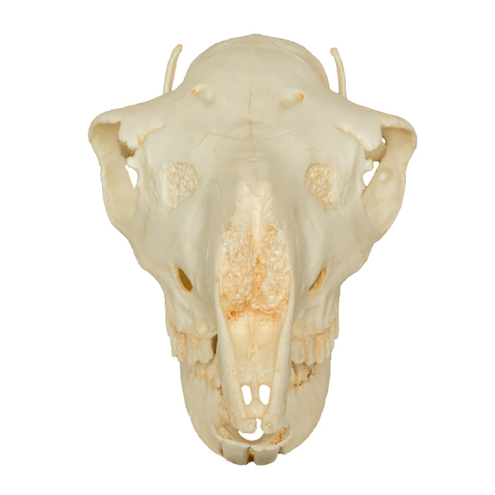 Replica Llama Skull