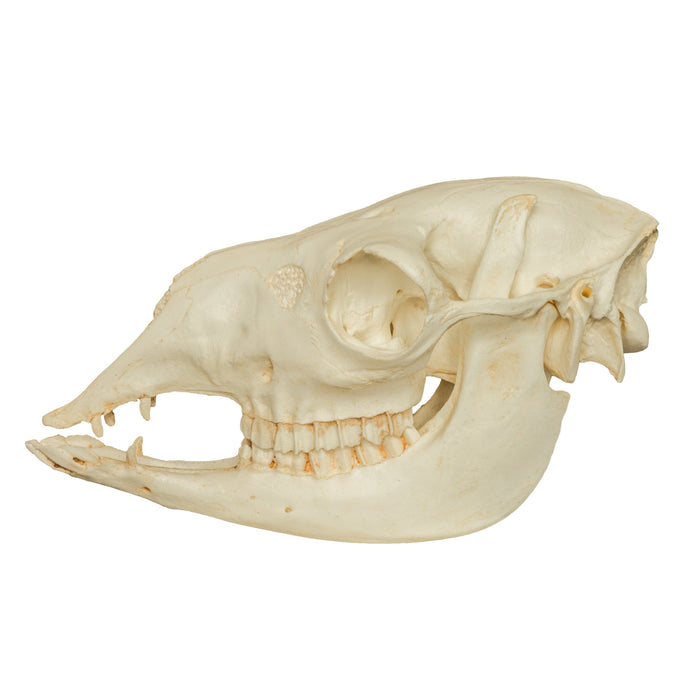 Replica Llama Skull