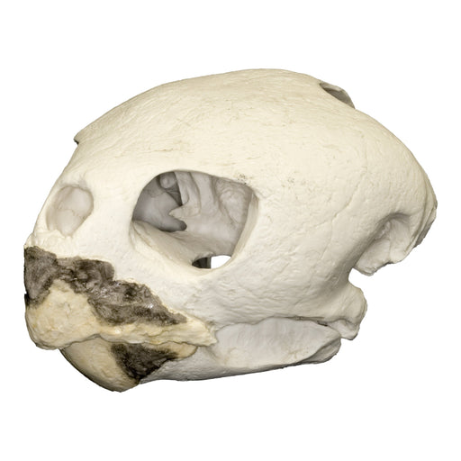 Replica Loggerhead Sea Turtle Skull