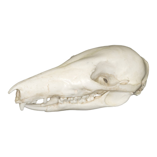 Replica Long-nosed Potoroo Skull