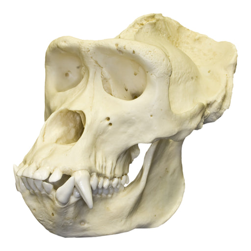 Replica Lowland Gorilla Skull