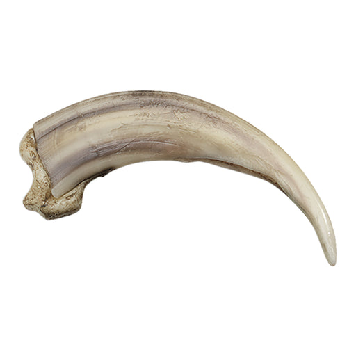 Replica Grizzly Bear Kodiak Claw, Straight (13cm)