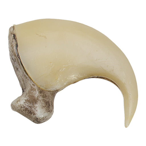 Replica Mountain Lion Claw