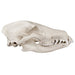 Replica Maned Wolf Skull