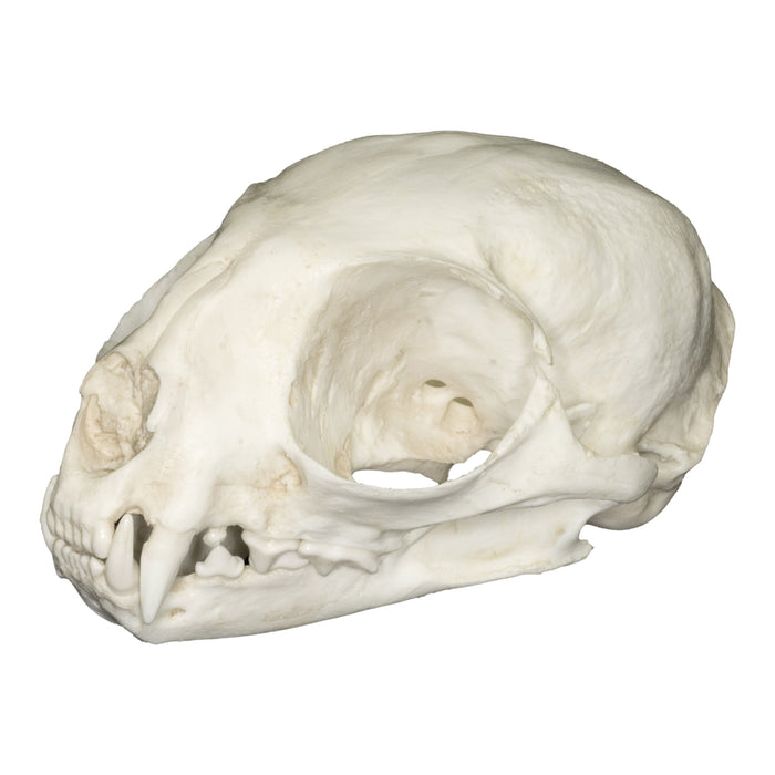 Replica Margay Skull