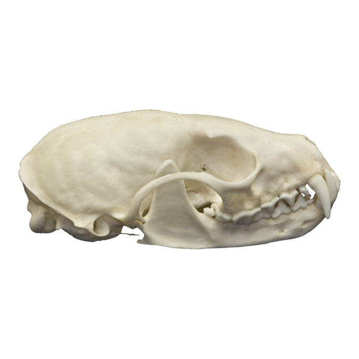 Real American Marten Skull