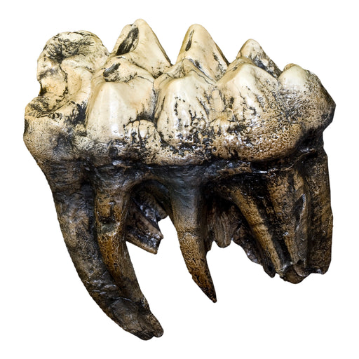 Replica Mastodon Tooth