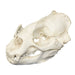 Replica Mediterranean Monk Seal Skull