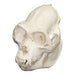 Replica Mexican Howler Monkey Skull