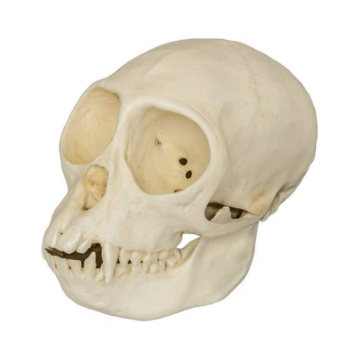 Replica Mona Monkey Skull - Female