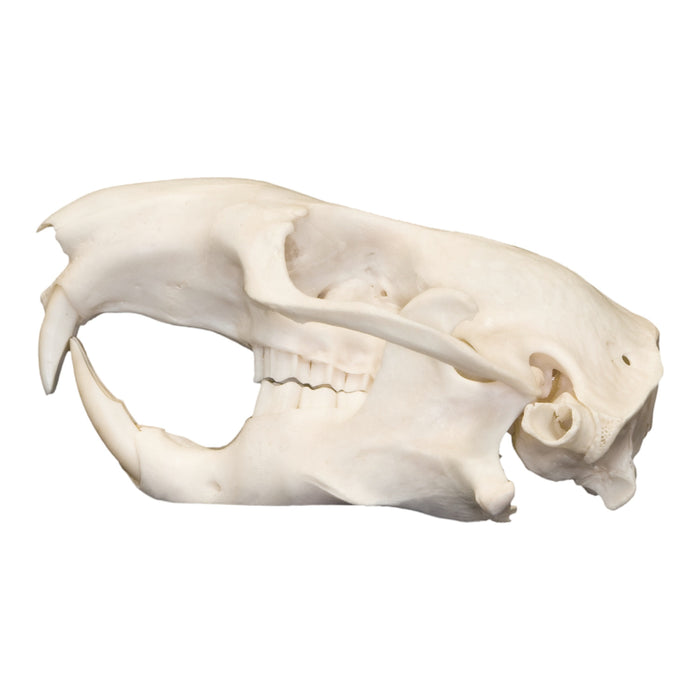 Real Mountain Beaver Skull