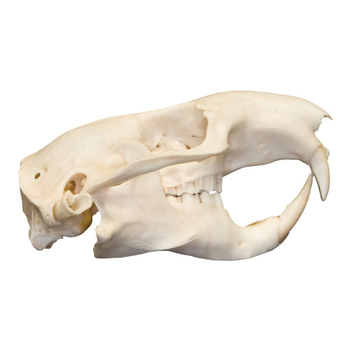 Real Mountain Beaver Skull