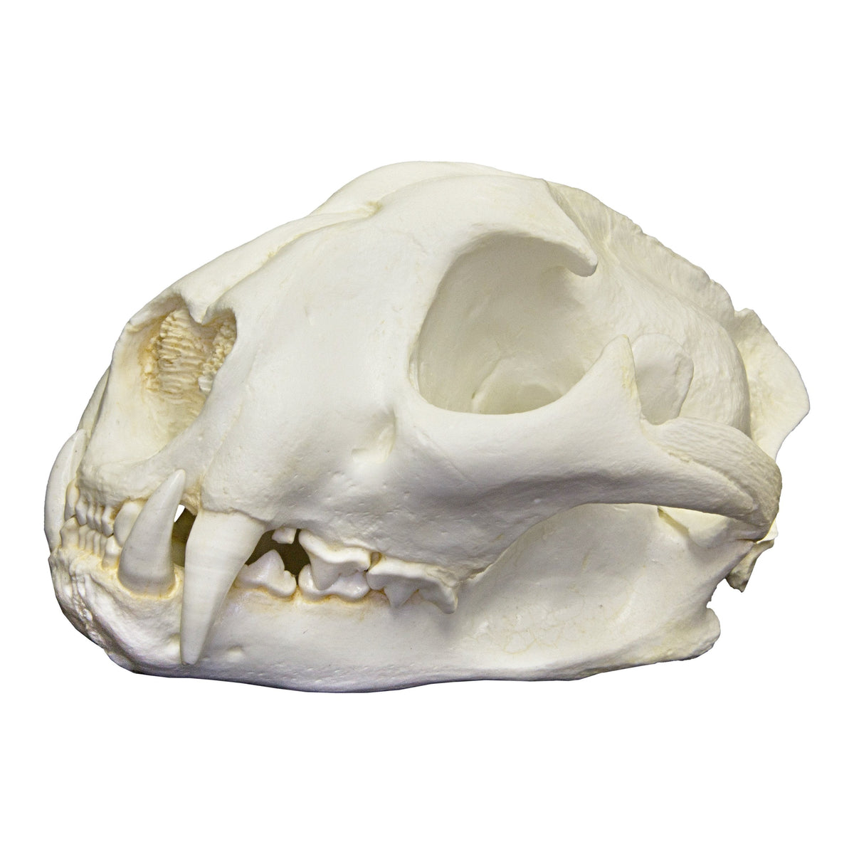 Replica Mountain Lion Skull For Sale — Skulls Unlimited International, Inc.