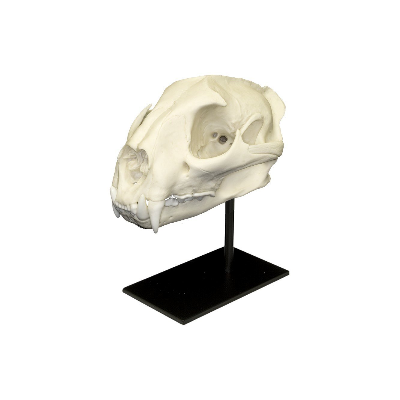 mountain lion skull art
