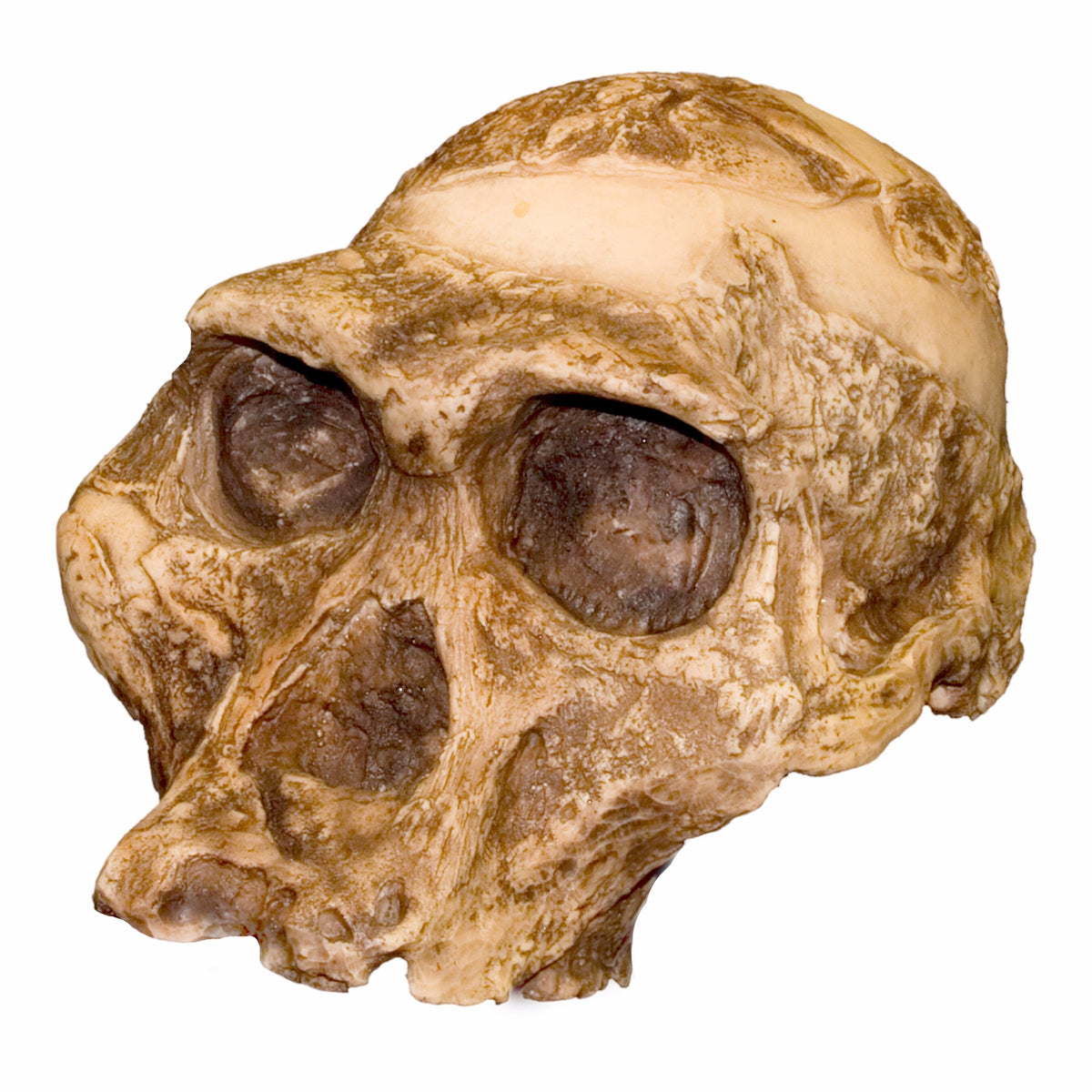 Replica Mrs. Ples STS 5 Skull For Sale — Skulls Unlimited 