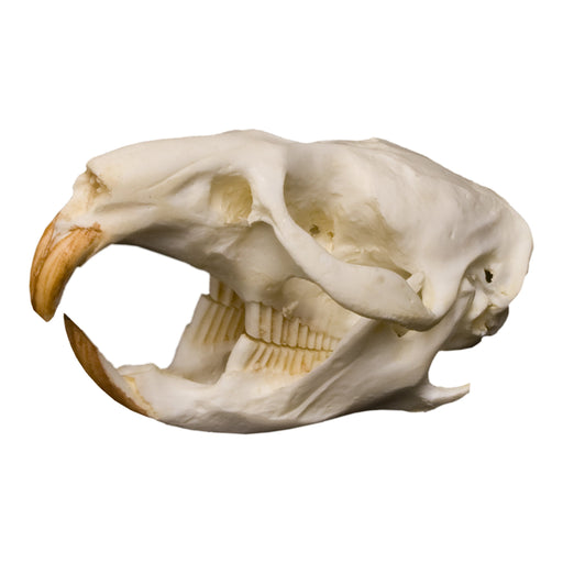 Replica Muskrat Skull