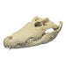 Replica Nile Crocodile Skull (26")