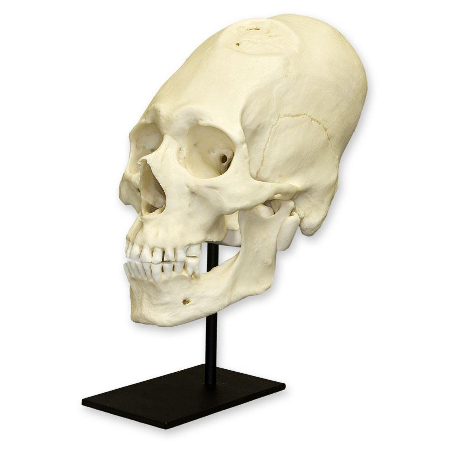 HUMAN MALE SKULL, Skull Duggery, USD 173.03