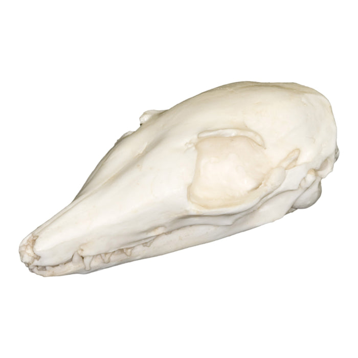 Replica Numbat Skull